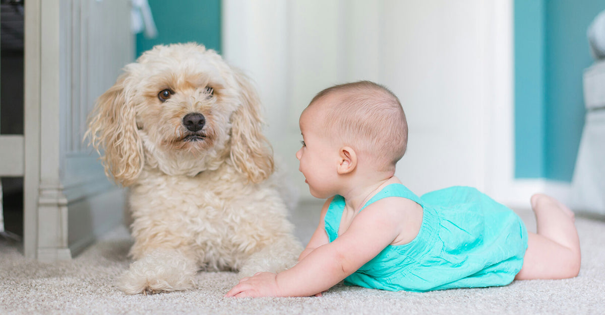 how to keep a baby safe at home?