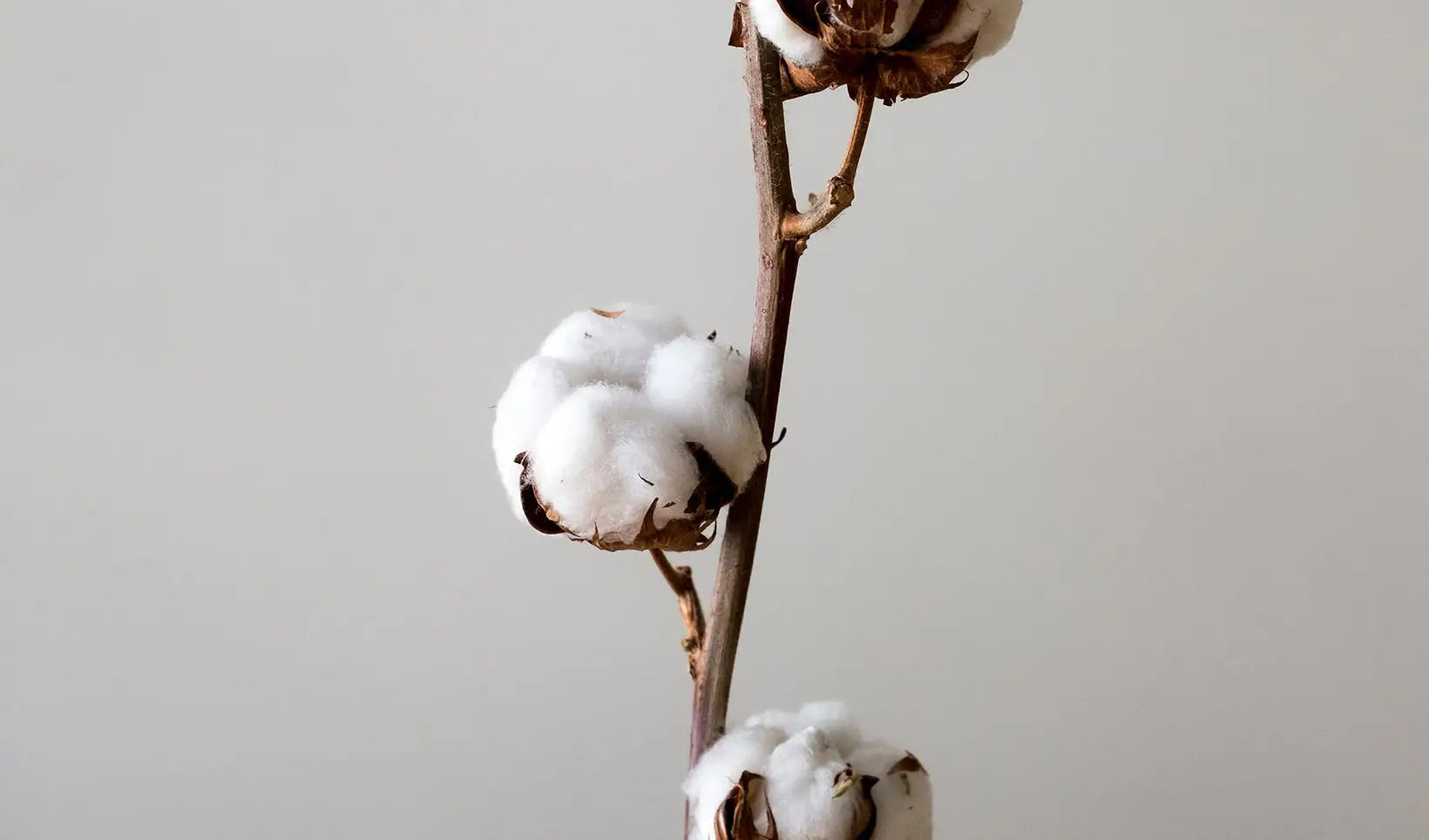 why is organic cotton better than regular cotton