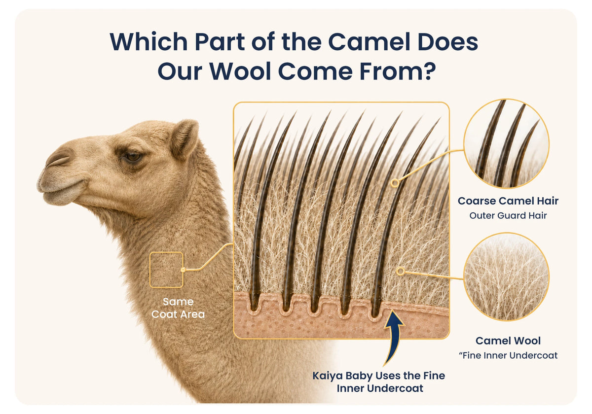 Which Part of the Camel Does Our Wool Come From