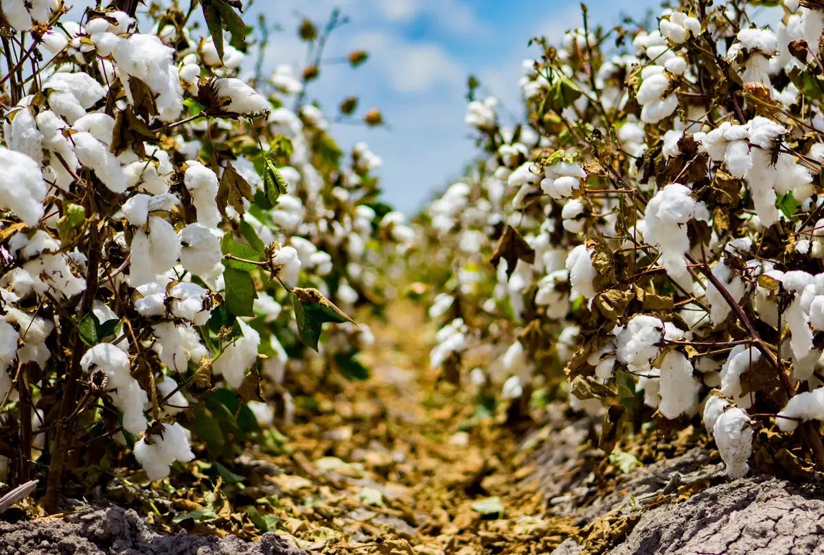 organic cotton